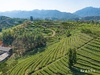 宜都春茶，开！采！啦！