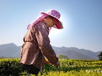 宜都春茶，开！采！啦！