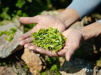 宜都春茶，开！采！啦！