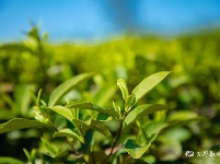 宜都春茶，开！采！啦！