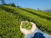 宜都春茶，开！采！啦！