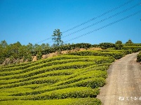 宜都春茶，开！采！啦！