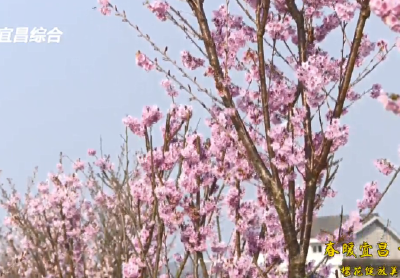 【三峡广电】樱花绽放美如画