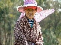 宜都春茶，开！采！啦！