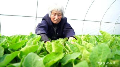 三江村积极为蔬菜种苗找销路
