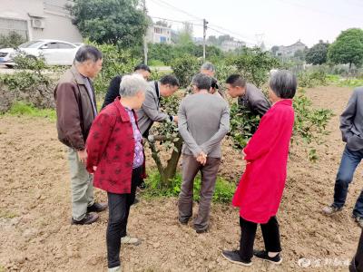 市果茶服务推广中心送农技到田间地头