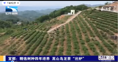 【湖北新闻】精选树种四年培养 宜昌高山乌龙茶近日开园