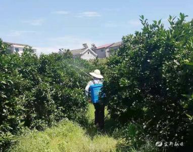 龙窝村：150亩柑桔织起绿色“防控网”