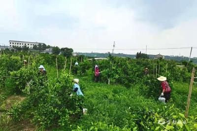 【小康圆梦】“桔园流转”转出强村富民新路径