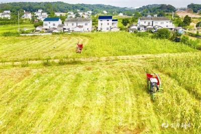 【三峡日报】新型机械收割玉米  收割粉碎一道过 秸秆处理不用愁