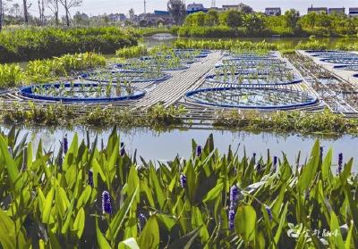 【三峡日报】水生态修复助 贵子湖变花海
