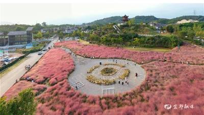 【湖北日报】十一，宜都这片粉红花海等你来打卡