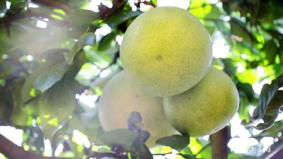 “柚”是一年丰收季