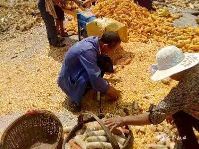 邻里乡亲“搭把手” 众人合力“抢秋收”