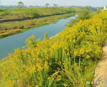 加拿大一枝黄花、红火蚁、草地贪夜蛾……警惕这些入侵！