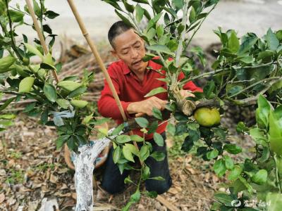 “嫁接王”带领乡邻共同致富