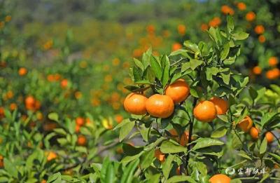 宜都柑橘的“72变”