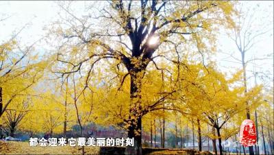 《记住乡愁》新春献映——《钱冲村：一棵黄金树铺就黄金路》