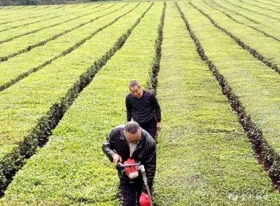 【新春走基层】生态茶产业“串”起留守老人增收路