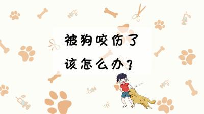 不小心被狗咬伤怎么办？你最关心的11个问题来了！