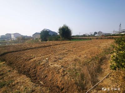 【新春走基层】太保湖村20余亩“撂荒地”变身“希望田”
