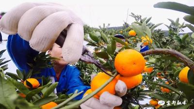 13张报表“倒逼”柑橘产业转型升级