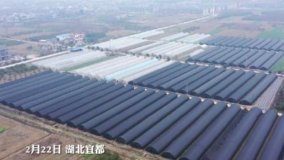 春满宜都—人勤春早农事忙，春耕备耕正当时