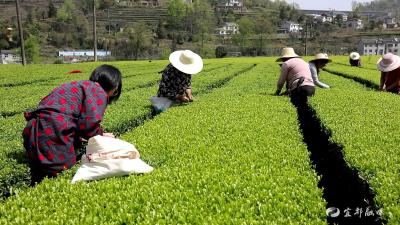 春茶开园 王家畈镇抢抓农时采摘“明前茶”