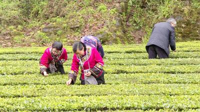 湖北日报、湖北电视台来我市采访