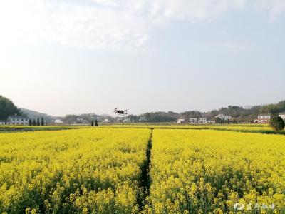 无人机“飞防” 助力油菜病虫害防控