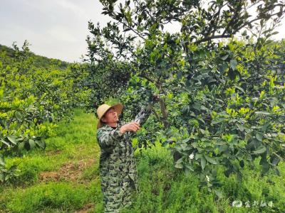 ​高坝洲镇：人大力量激发柑橘产业活力