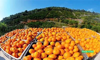 柑橘串起甜蜜产业链