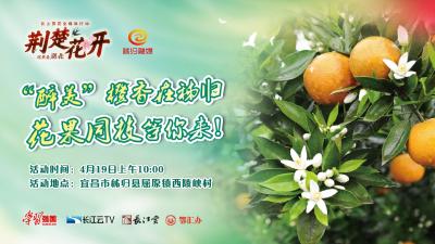 直播丨荆楚花开│“醉美”橙香在秭归