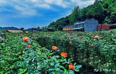 建起算盘博物馆 榨油作坊成景点  美丽乡村建设让油榨坪村脱胎换骨