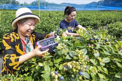 【湖北日报】宜都：蓝莓飘香采摘忙