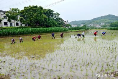 枝城镇：雨中插秧忙