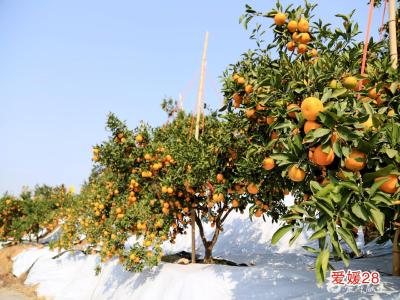 人大代表吴辉青：技术活儿的“带”动力