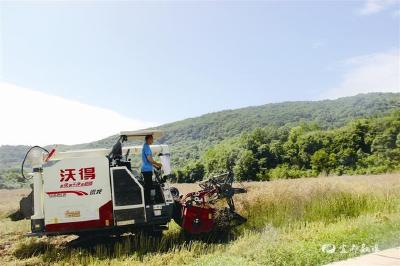 【三峡日报】油菜丰收季 农民收割忙