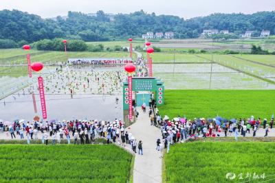 宜都首届农耕文化插秧节“闹”热田园