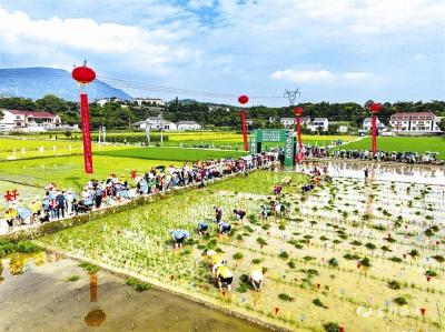 【三峡商报】“插秧节”演绎 农耕文化之美