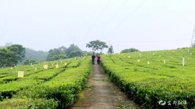 【金牌工人】廖勇：科技助茶农 茶香沁人心