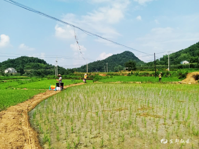 潘家湾：“小荒地”变身“大粮仓”