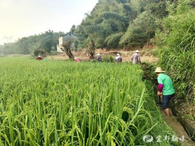 守好“粮袋子”！徐家湾村干群齐心同抗旱