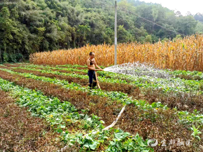 市水利湖泊局：科学调度用水  打好秋收保卫战