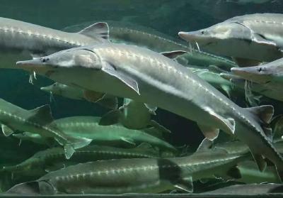 宜都10吨活体鲟鱼出口哈萨克斯坦