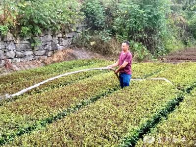全福河村想方设法为茶树“解渴”