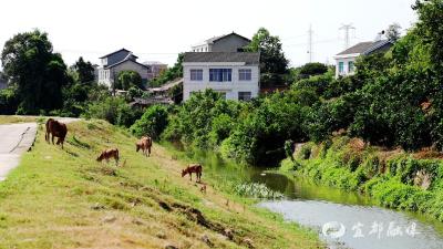 高坝洲镇：干群齐心为桔园“解渴”