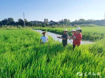 尾笔村：为稻田引水“解渴”保秋收