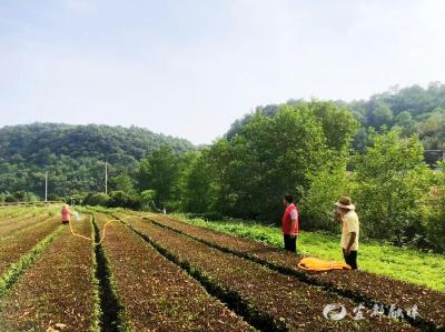 樟桂岭村1200余亩茶树喝上“救命水”