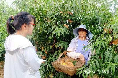 皓光村利用多平台助农销黄桃